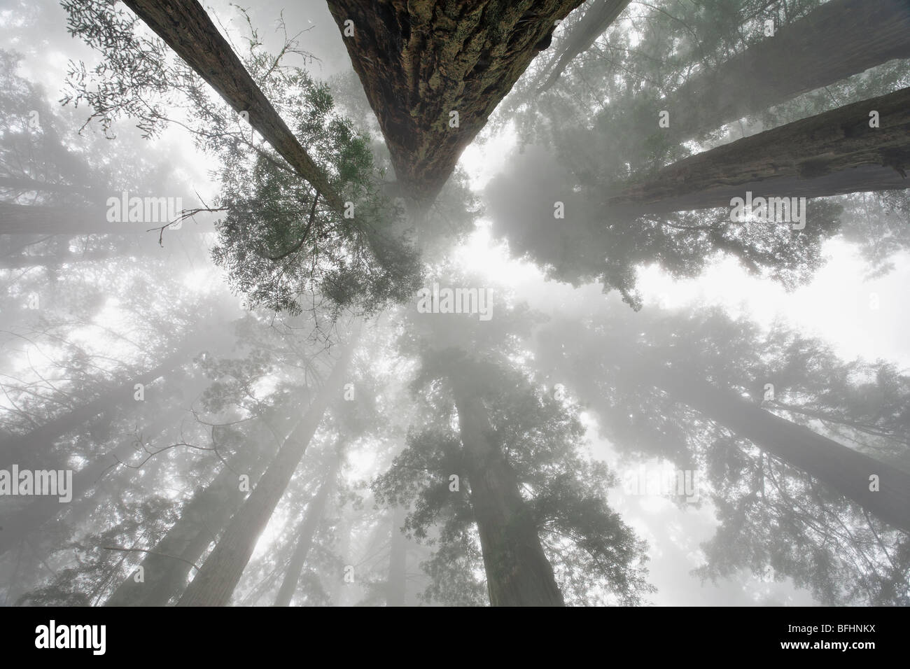 Guardando verso il cielo verso il Redwood torreggianti alberi lungo la dannazione Creek Trail in Del Norte Coast Redwoods State Park Foto Stock