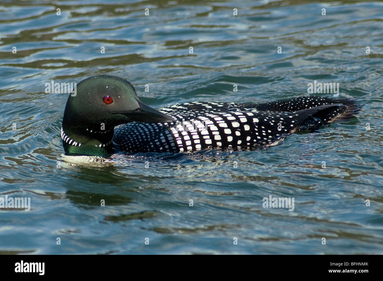 Loon comune (Gavia immer) affiorante vicino il suo litorale nest, northern Alberta, Canada Foto Stock