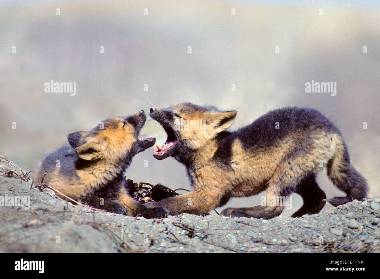 Red Fox cuccioli (Vulpes vulpes vulpes), croce di variazione di colore, giocando vicino a loro natal den, Yukon settentrionale, Canada Artico Foto Stock