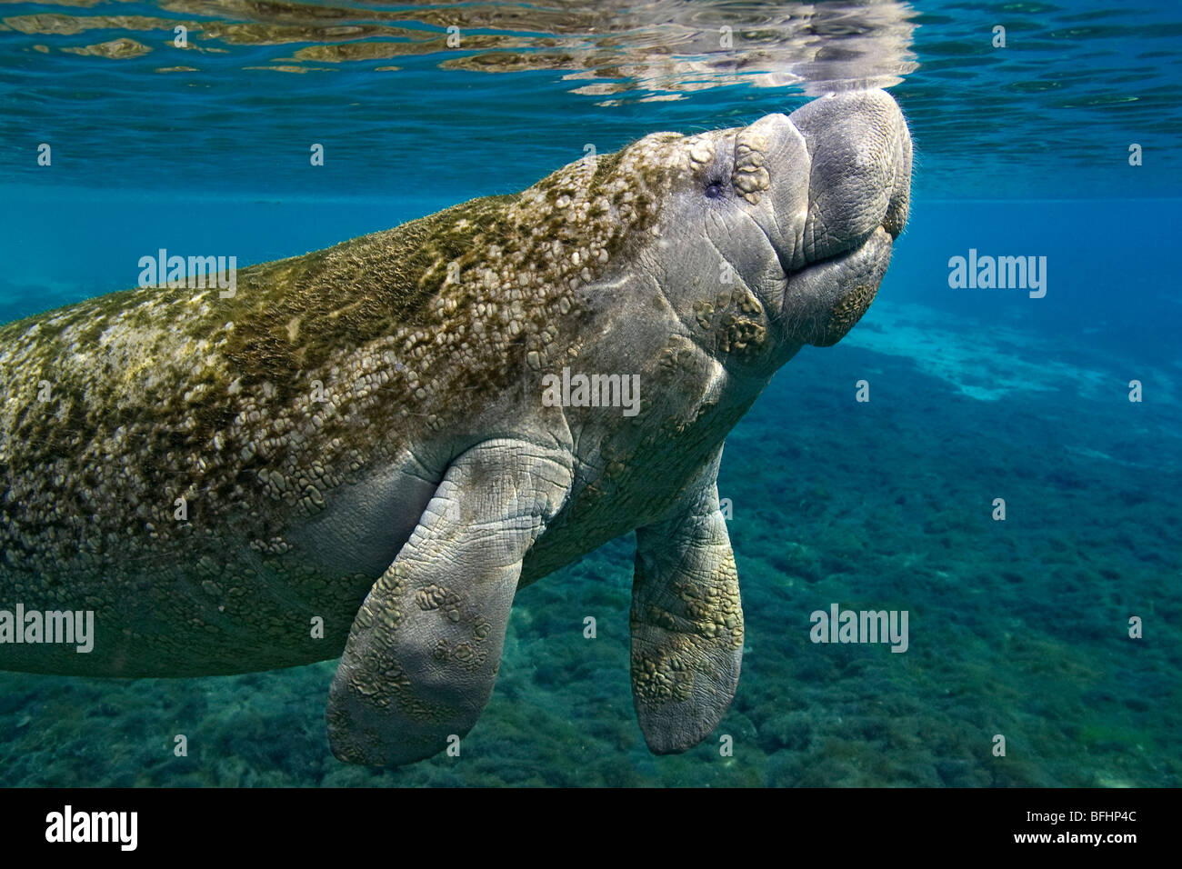Florida lamantino (Trichechus manatus latirostris), Crystal River, west-Central Florida U.S.A. Foto Stock