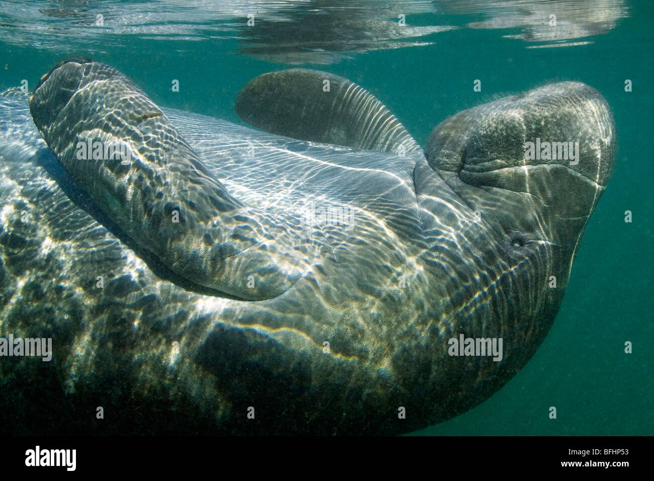 Florida lamantino (Trichechus manatus latirostris), Crystal River, west-Central Florida U.S.A. Foto Stock