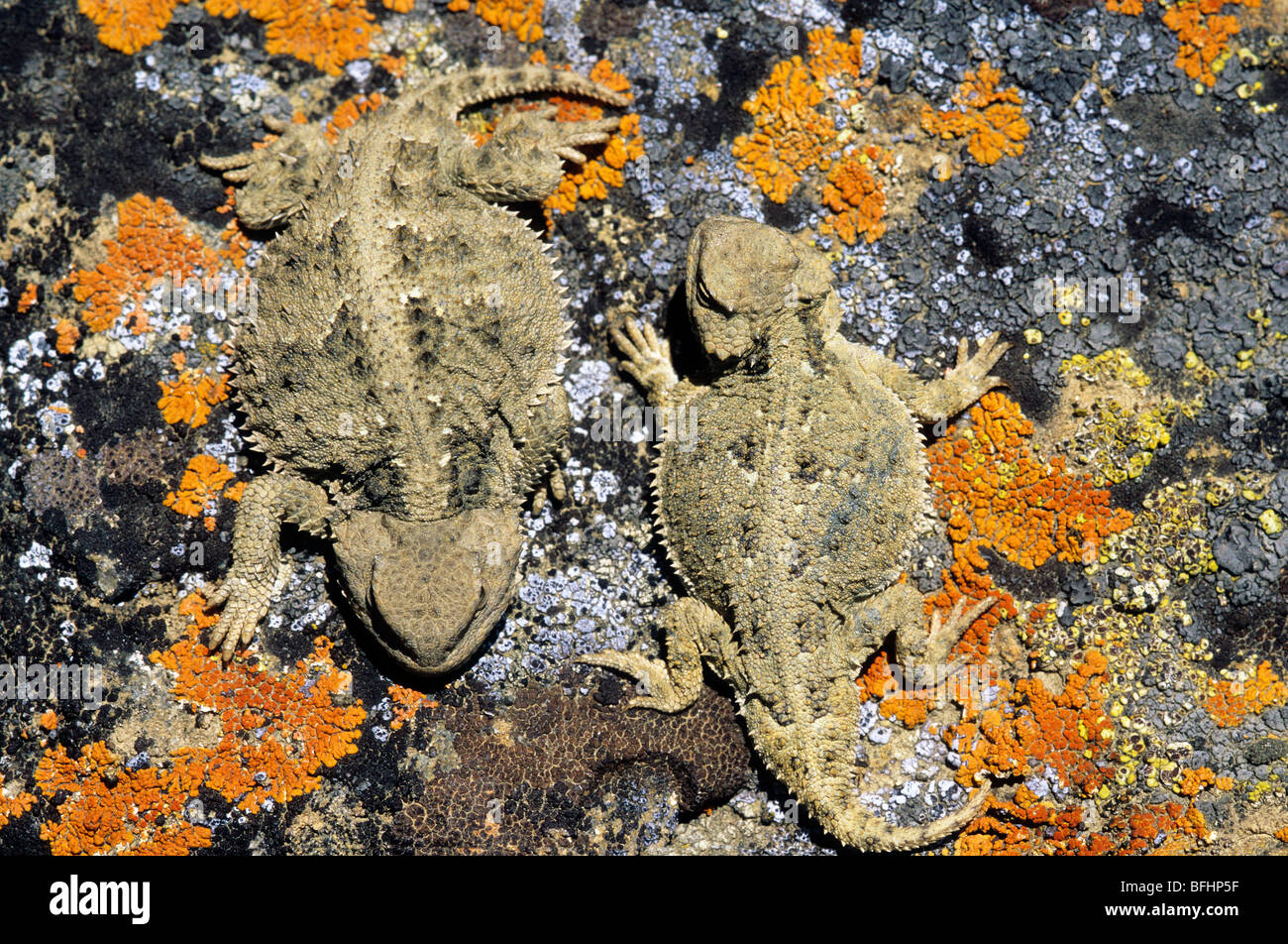 Maschio adulto (più piccolo animale sulla destra) e femminile superiore corto-cornuto lizard (Phrynosoma hernandesi)n Alberta, Canada Foto Stock