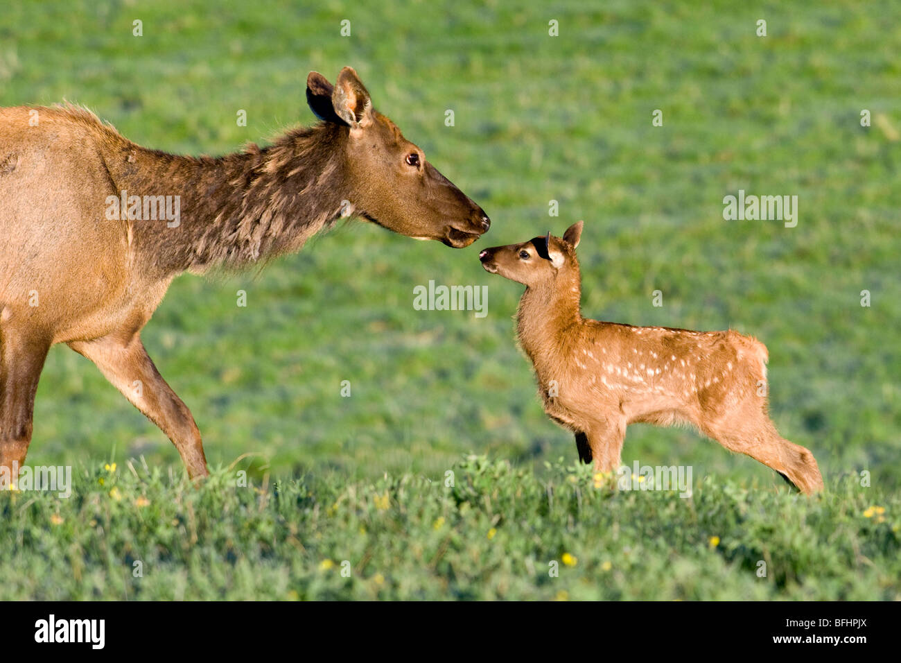 Madre elk (Cervus elaphus) e di vitello, Jasper National Park, Canadian Rocky Mountains, western Alberta, Canada Foto Stock