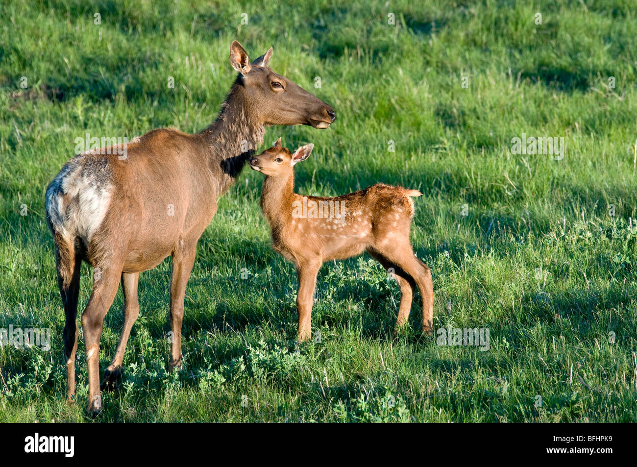 Madre elk (Cervus elaphus) e di vitello, Jasper National Park, Canadian Rocky Mountains, western Alberta, Canada Foto Stock