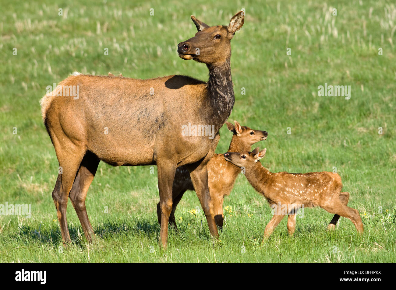Madre elk (Cervus elaphus) e letti di vitelli, Jasper National Park, Canadian Rocky Mountains, western Alberta, Canada Foto Stock