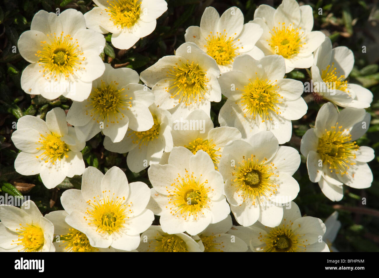 Mountain avens (Dryas integrifolia), Victoria Island, Nunavut, Canada Artico Foto Stock