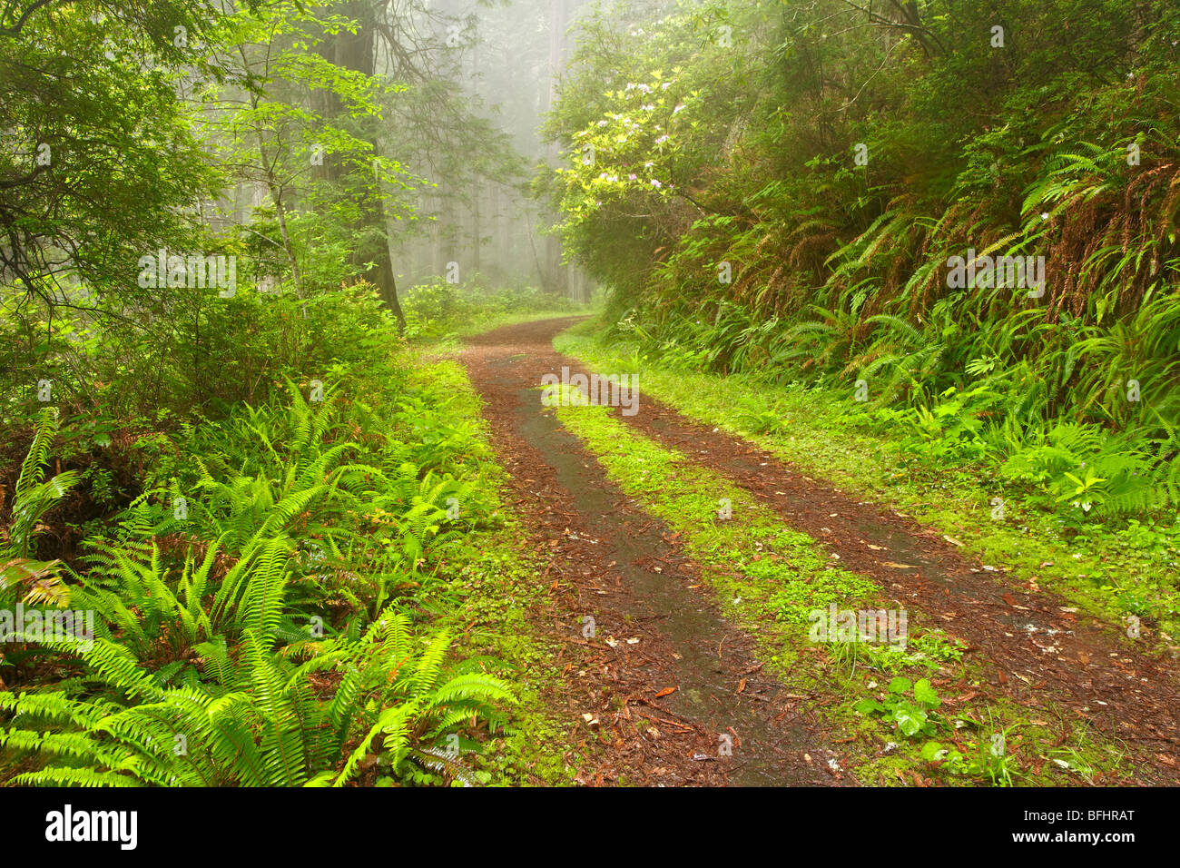 Vecchia strada forestale che corre attraverso le torreggianti alberi di sequoia di Del Norte Coast Redwoods State Park Foto Stock