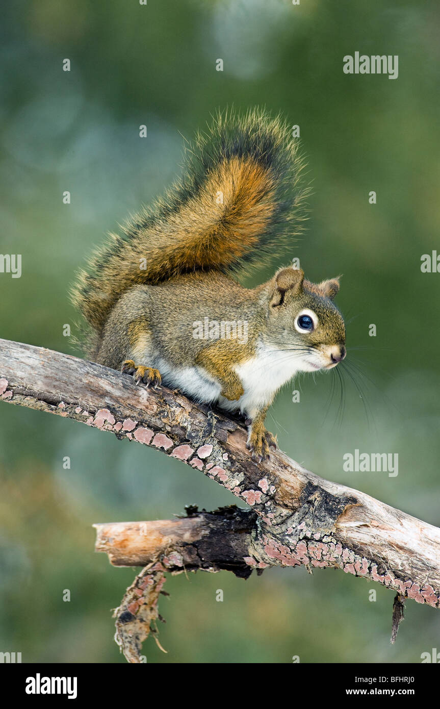 Adulto scoiattolo rosso (Tamiasciurus hudsonicus), west-central Alberta, Canada Foto Stock