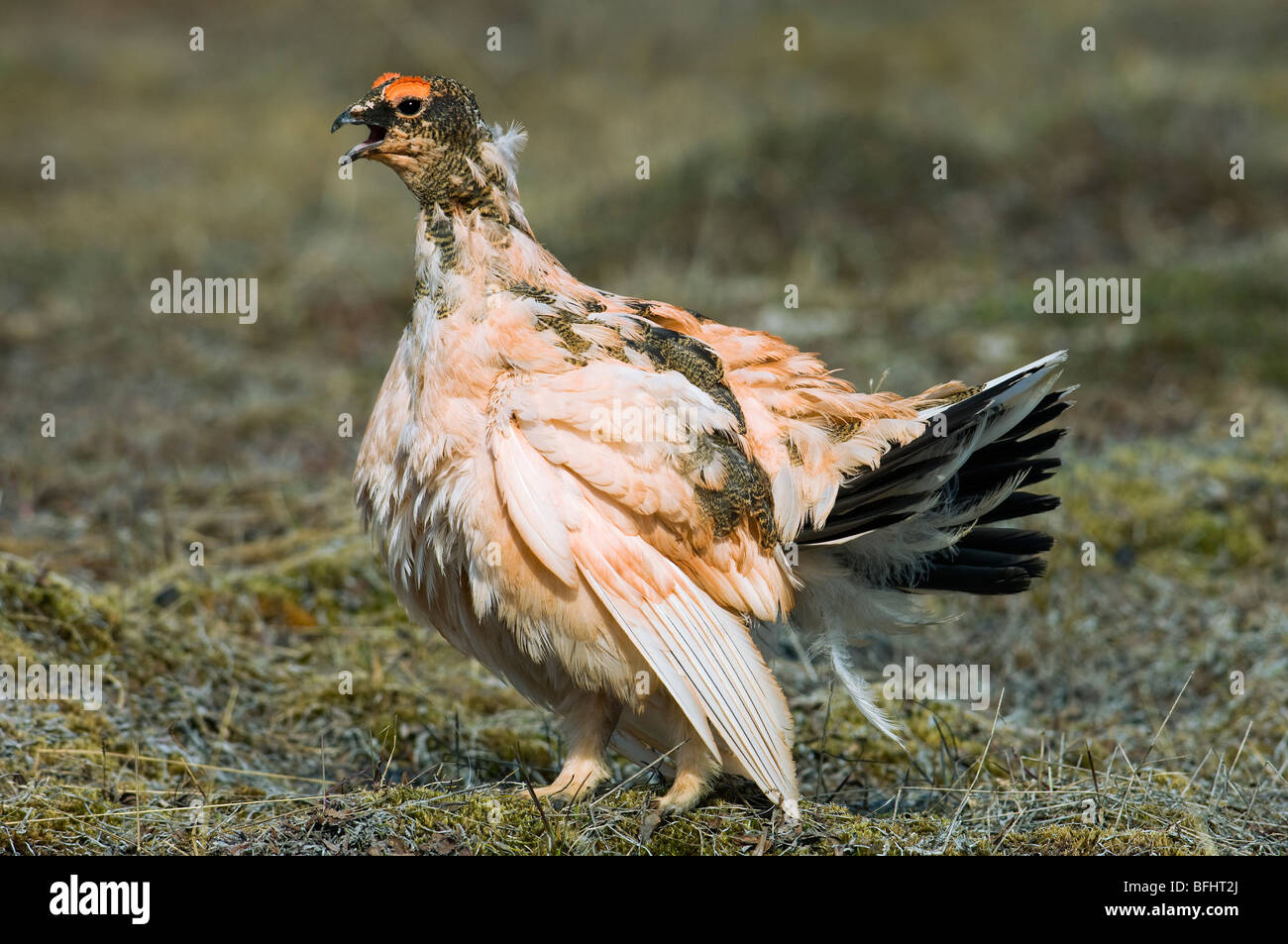 Muta Svlabard maschio Ptarmigan (Lagopus mutus hyperboreus), isola Spitzbergen, arcipelago delle Svalbard, Arctic Norvegia. Foto Stock