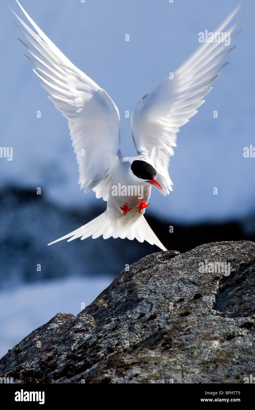 Antartico (tern Sterna vittata) lo sbarco in prossimità del suo sito di nido, Half Moon Island, Penisola Antartica Foto Stock