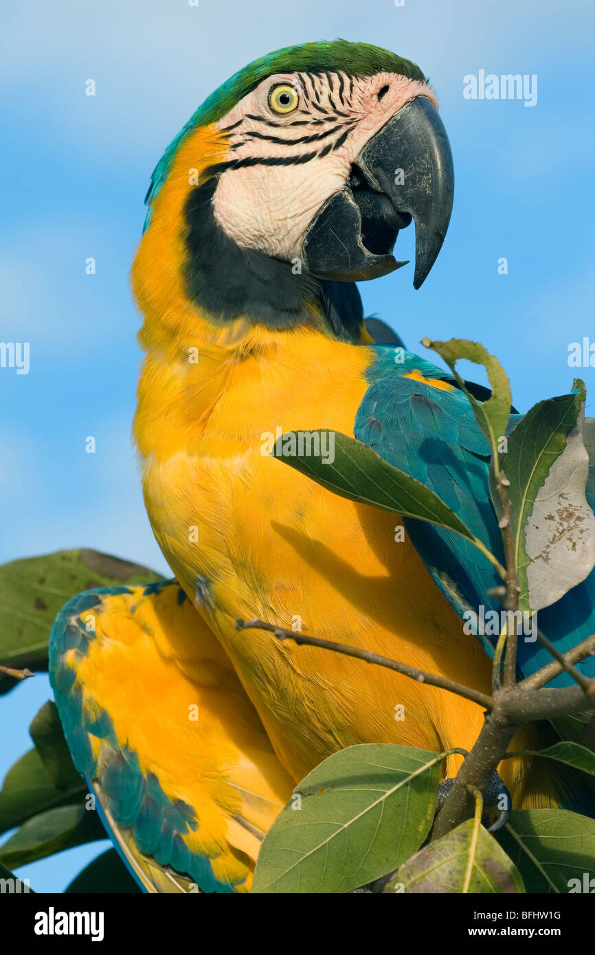 Adulto di colore blu e giallo macaw (Ara ararauna), Pantanal, Brasile Foto Stock