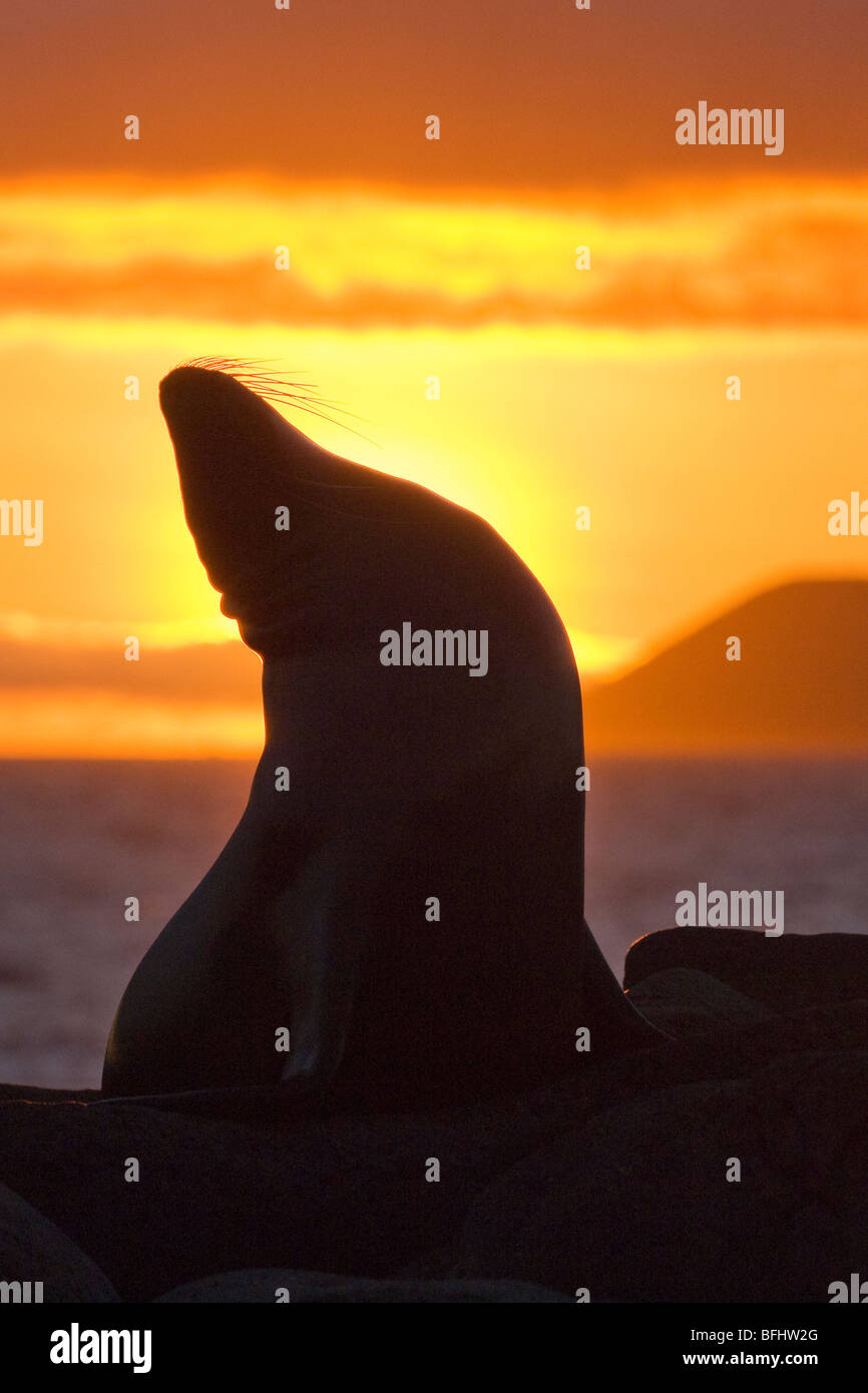 California femmina Sea Lion (Zalophus californicus wollebacki), North Seymour Island, Arcipelago delle Galapagos, Ecuador Foto Stock