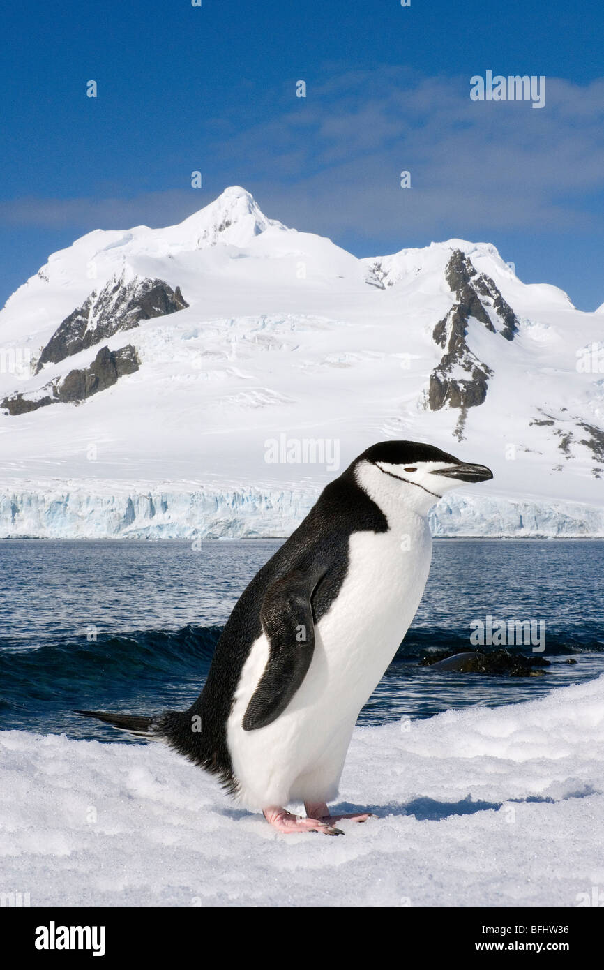 Pinguini Chinstrap (Pygoscelis Antartide) su Half Moon Island, a sud le isole Shetland, Penisola Antartica Foto Stock