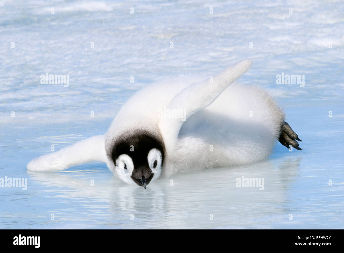 Pinguini Di Imperatore Con I Pulcini Immagine Stock - Immagine di