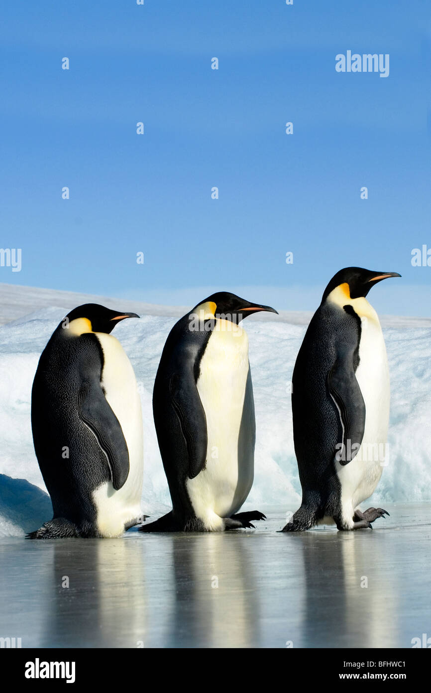 Adulto emepror pinguini (Aptenodytes fosteri), Snow Hill Island, Mare di Weddell, Antartide Foto Stock
