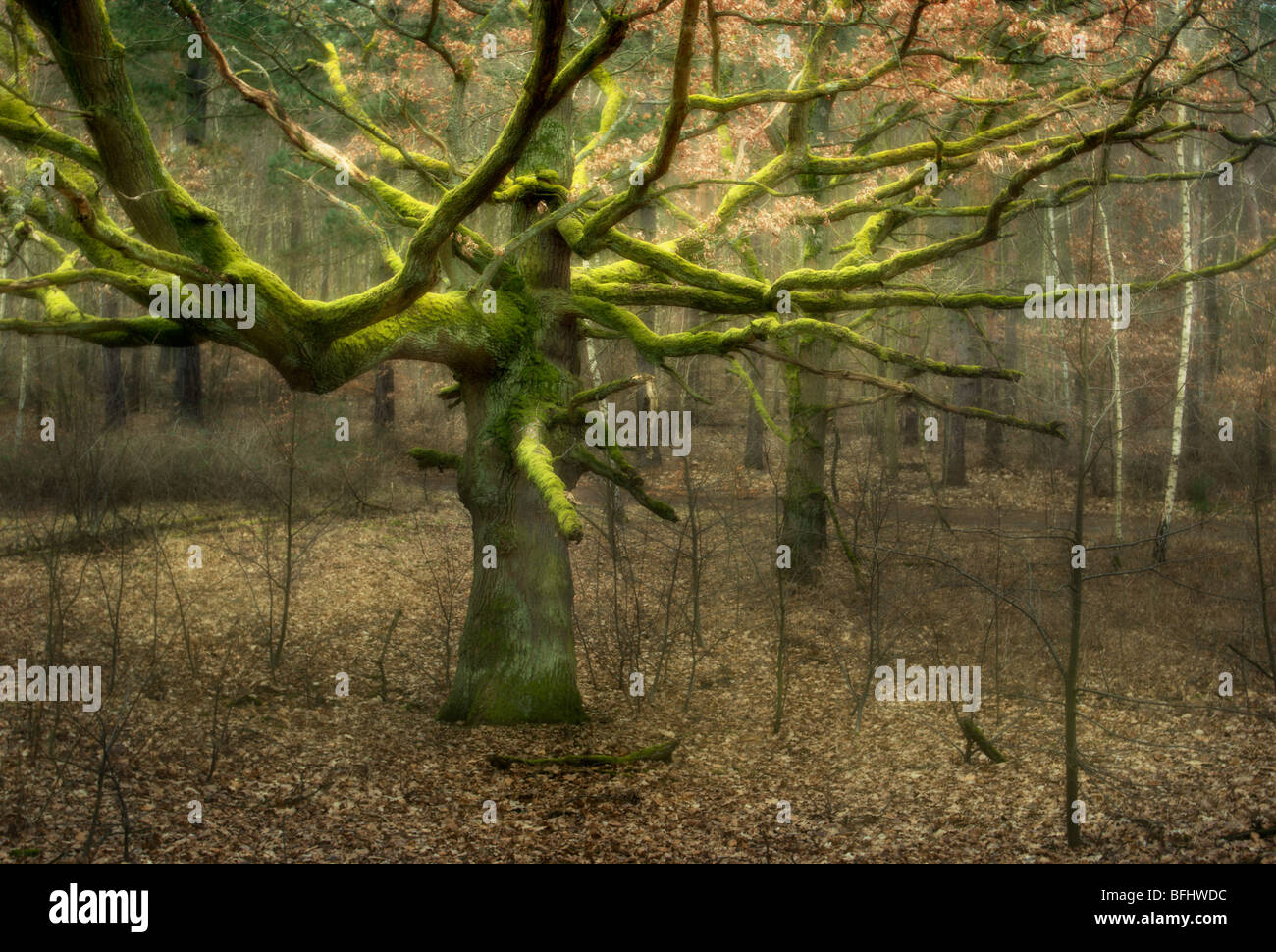 Vecchio Mossy Oak tree Foto Stock