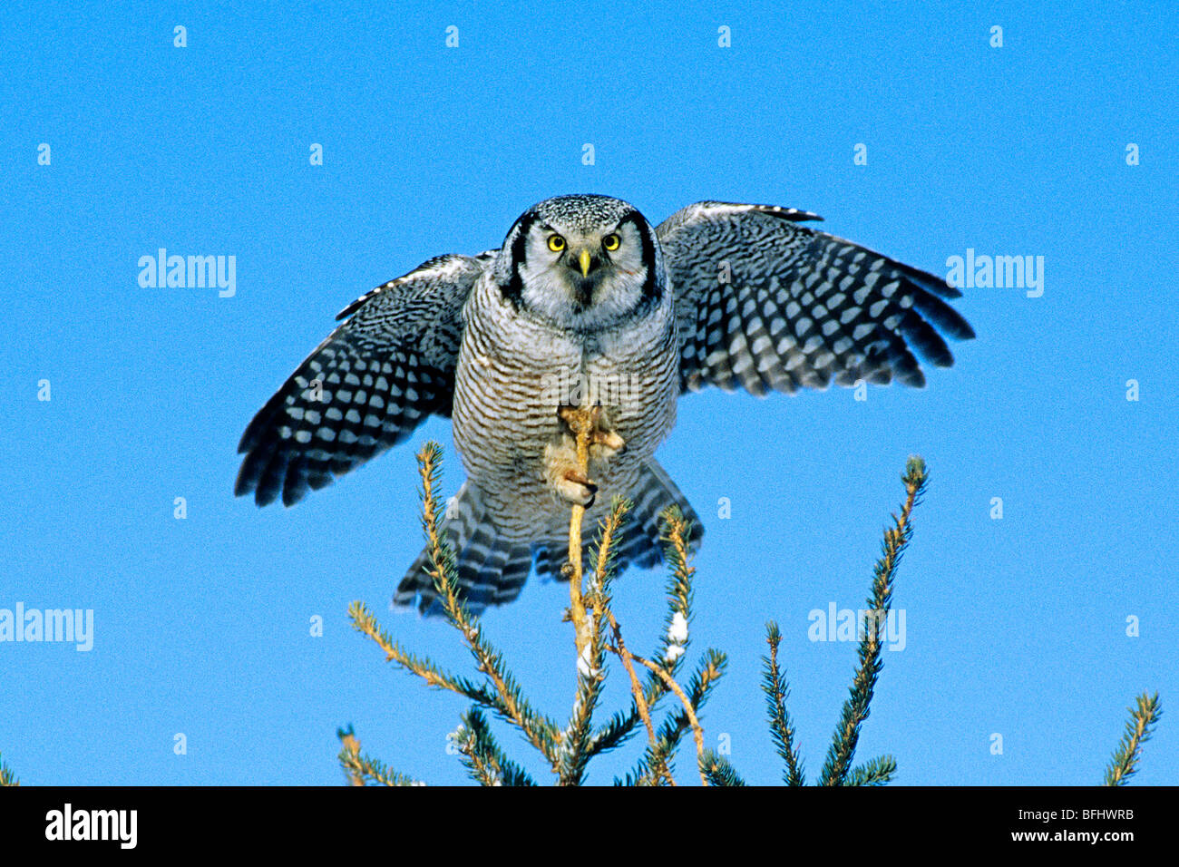 Adulto northen hawk owl (surnia ulula) caccia in inverno, northern Alberta, Canada Foto Stock