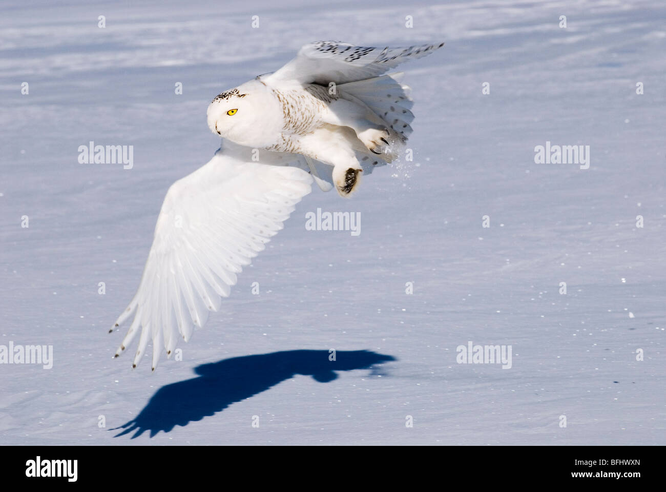 Caccia civetta delle nevi (Bubo scandiaca), prairie Alberta, Canada Foto Stock