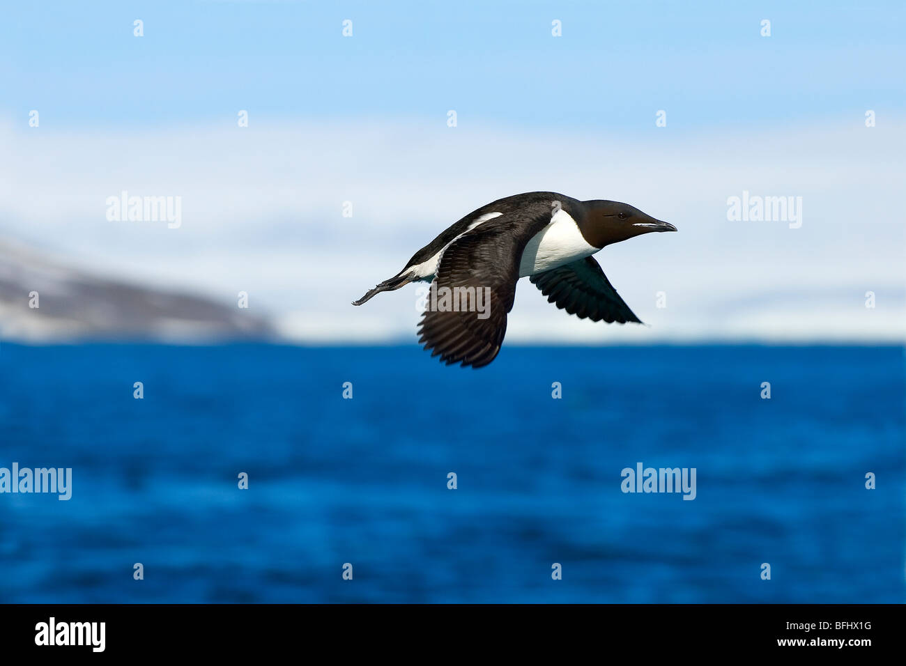 Adulto e spesso-fatturati murre (Uria lomvia) lasciando la sua nidificazione di Cliff, arcipelago delle Svalbard, Arctic Norvegia Foto Stock