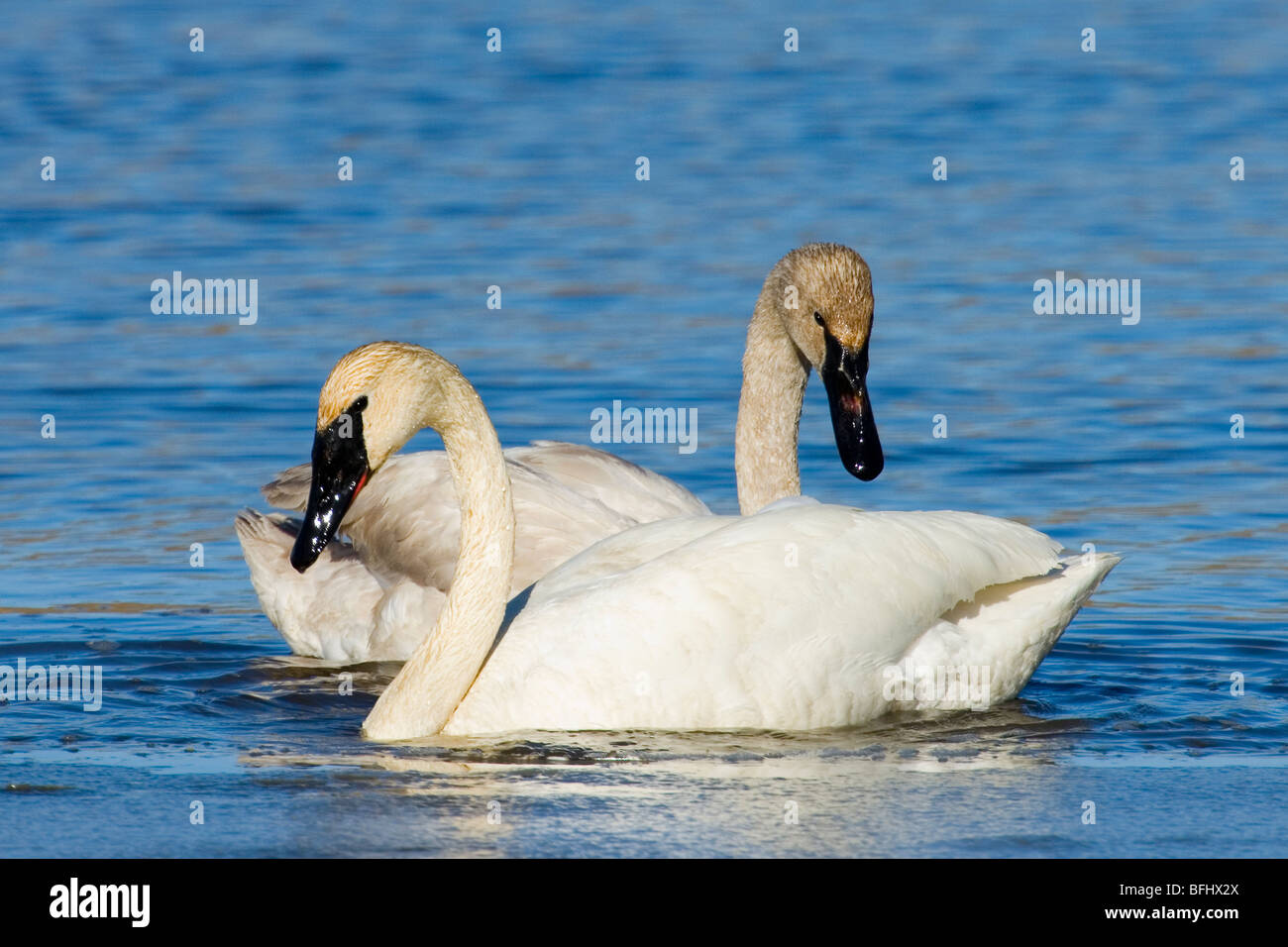 Adulto trumpeter swan (Cygnus buccinatore) e cygnet, central Alberta, Canada Foto Stock
