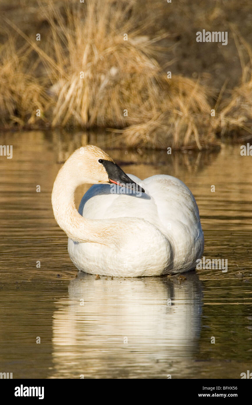 Trumpeter swan (Cygnus buccinatore), central Alberta, Canada Foto Stock