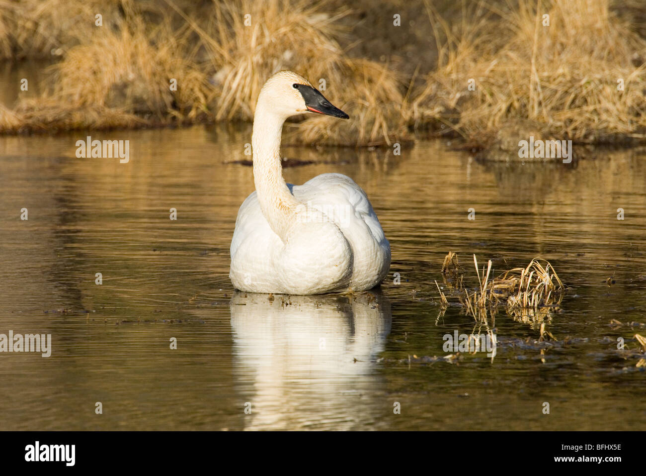 Trumpeter swan (Cygnus buccinatore), central Alberta, Canada Foto Stock