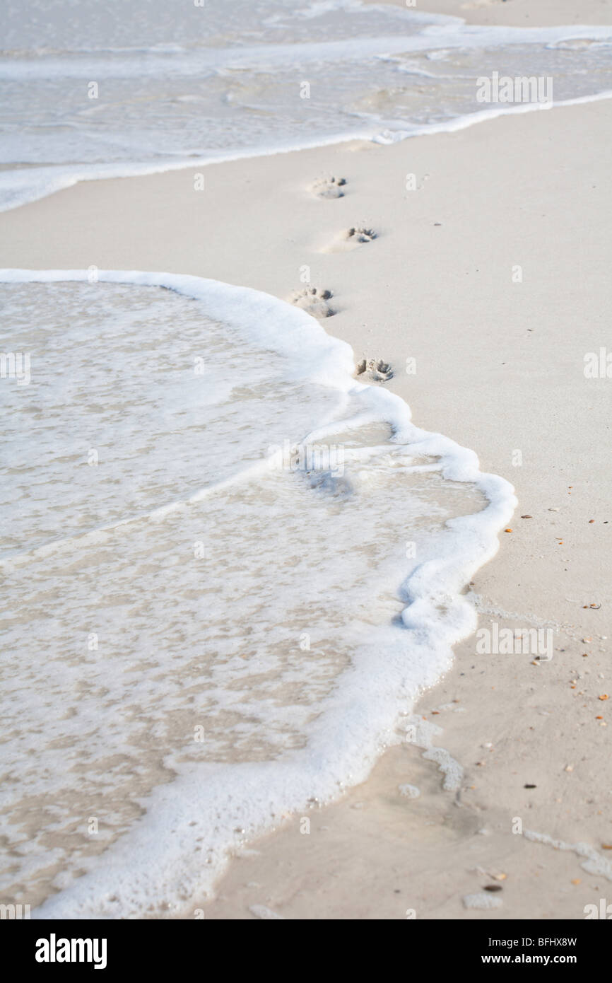 Port St. Joe, FL - Maggio 2008 - Impronte sulla spiaggia di essere lavato via da surf a San Giuseppe penisola parco dello stato Foto Stock