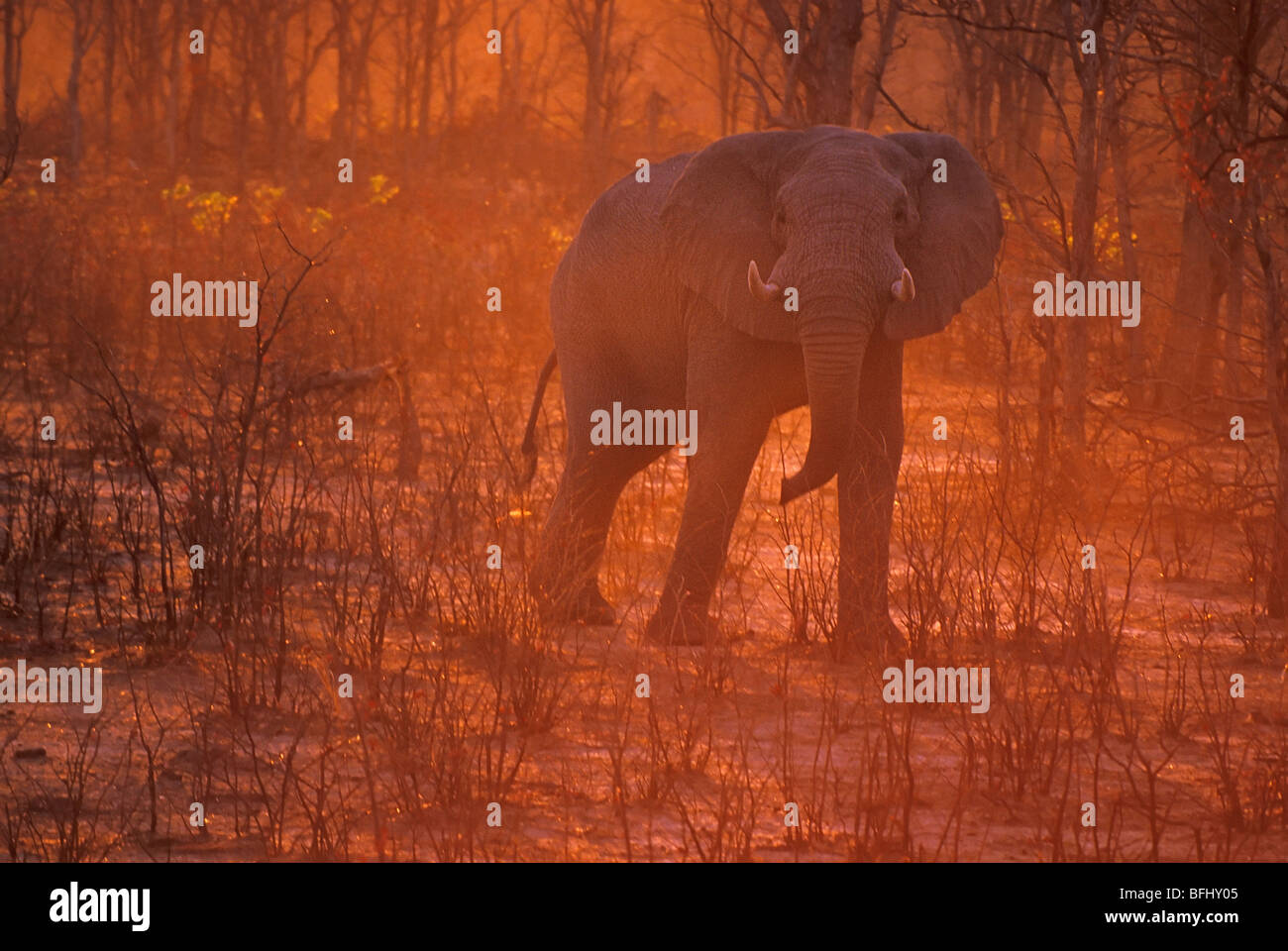 Elephant (Elephantidae) al tramonto, Savuti, Chobe National Park, Botswana, Africa Foto Stock