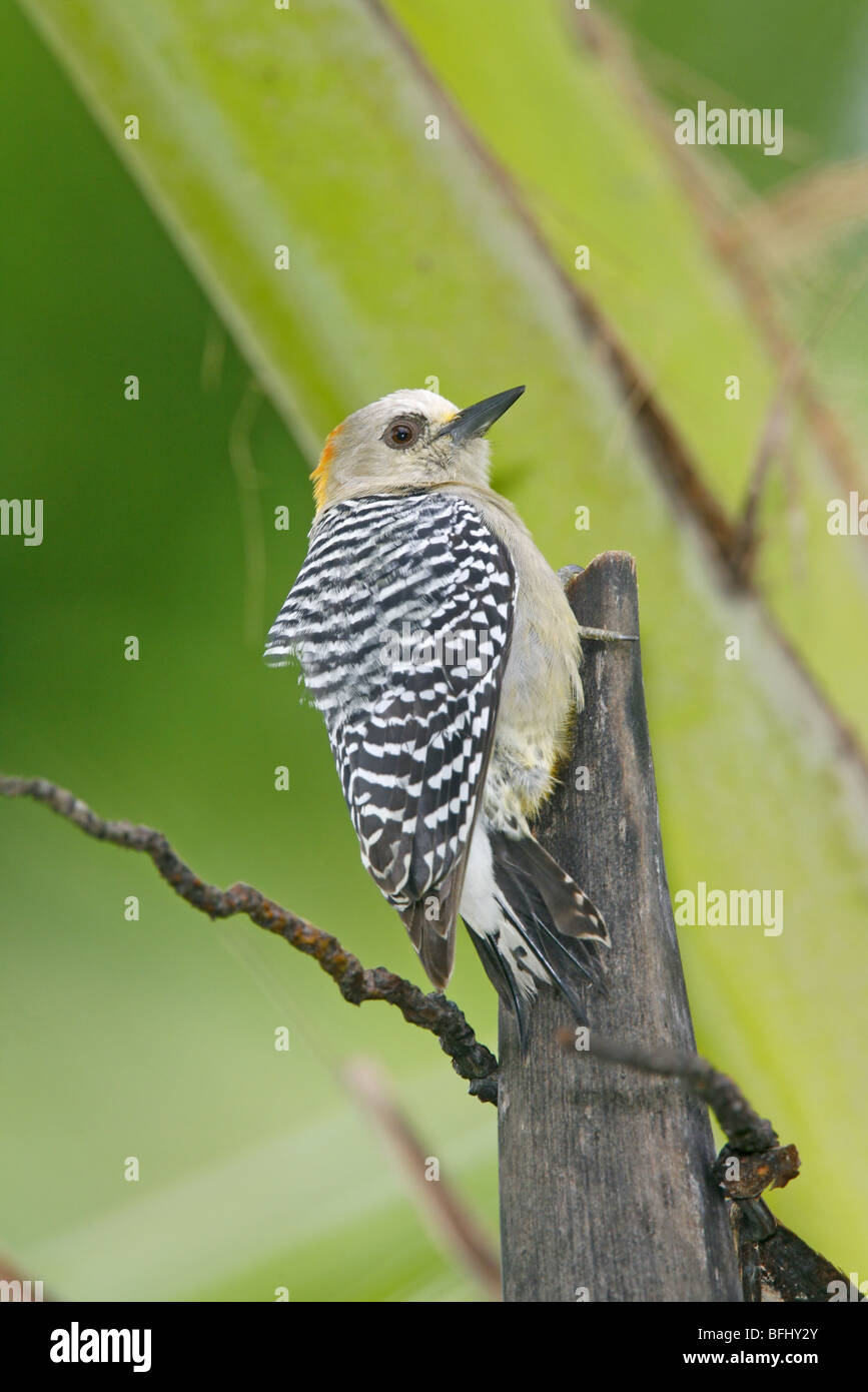 Rosso-incoronato x Hoffman Woodpecker intergrade Foto Stock