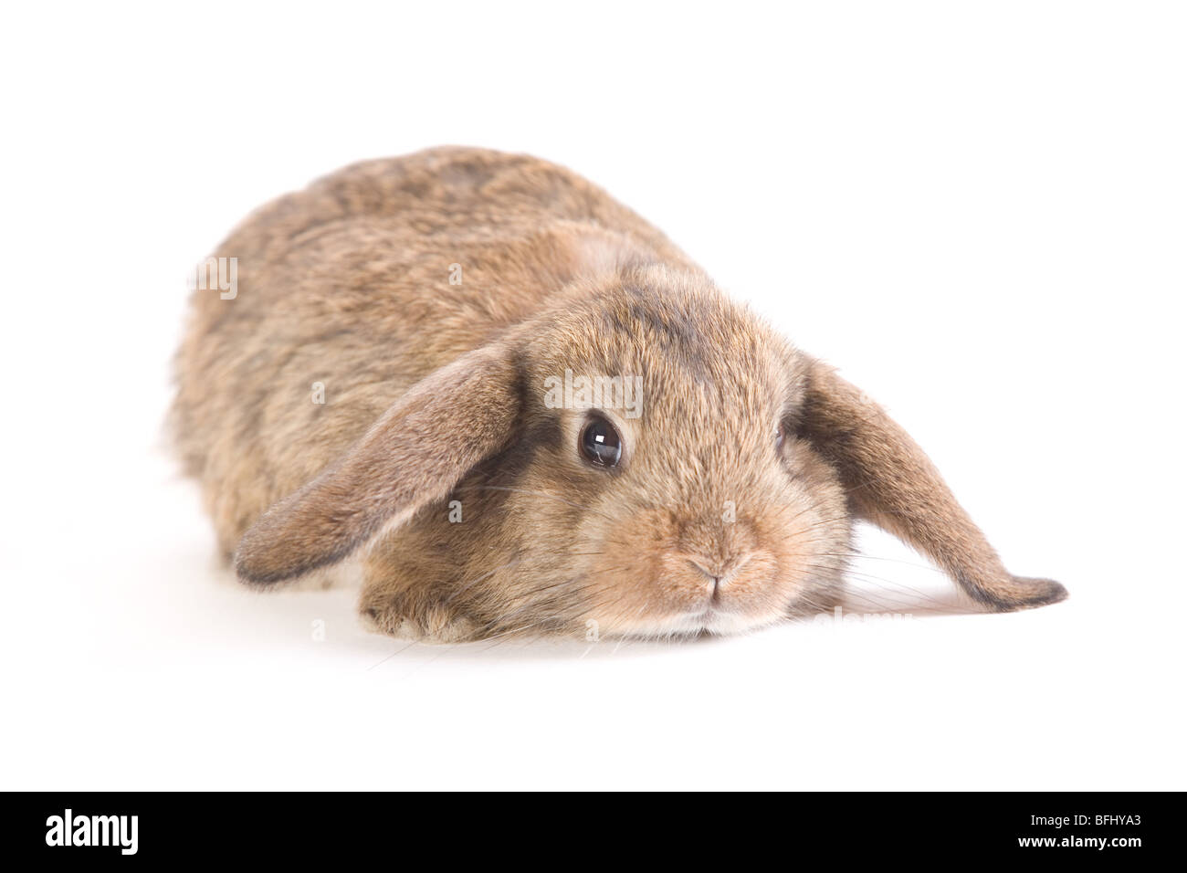 Marrone-bianco coniglio lop, isolato su bianco Foto Stock
