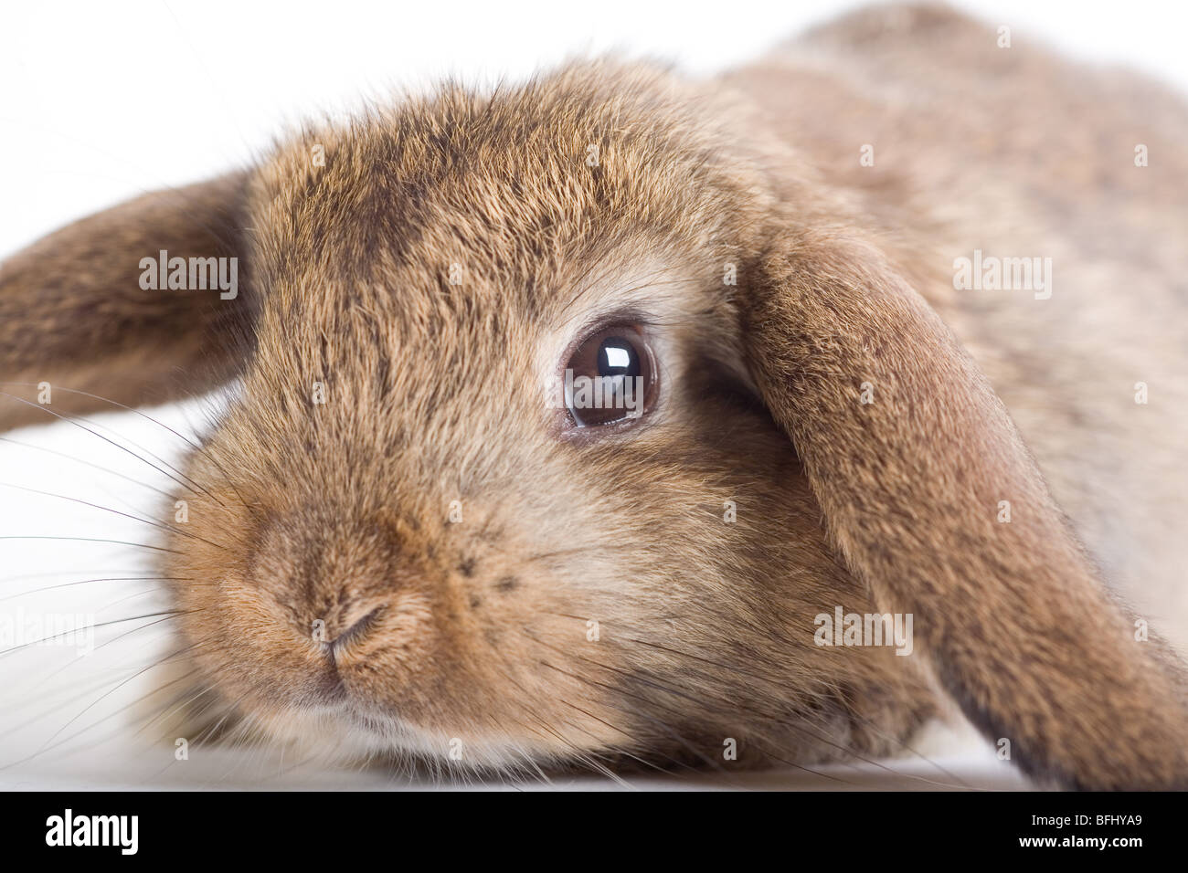 Marrone-bianco coniglio lop, isolato su bianco Foto Stock
