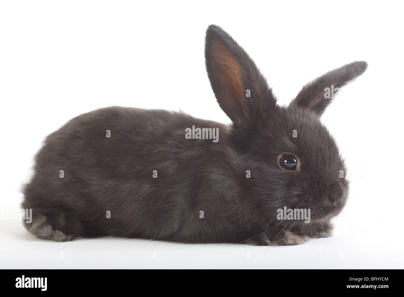 Coniglio nero, isolato su bianco Foto Stock
