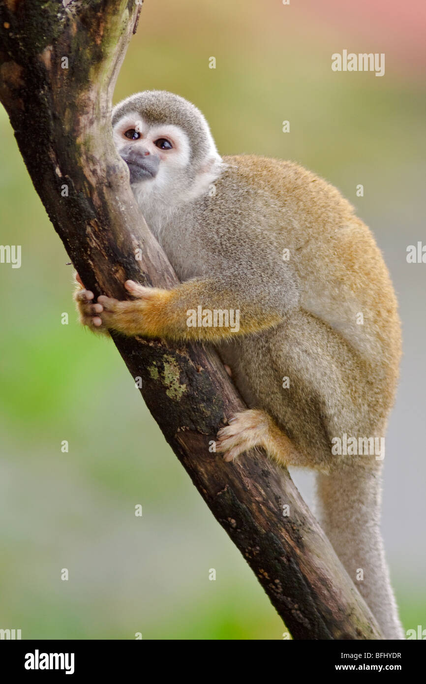 Una scimmia appollaiata in una struttura ad albero amazzonica in Ecuador. Foto Stock