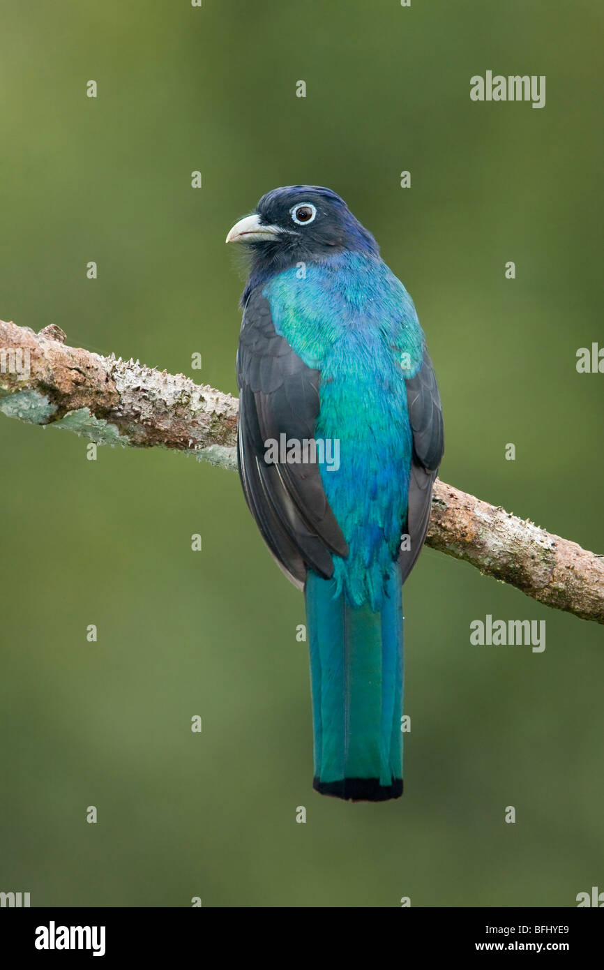 Bianco amazzonica-tailed Trogon (Trogon viridis) appollaiato su un ramo vicino al fiume Napo in Ecuador amazzonico. Foto Stock