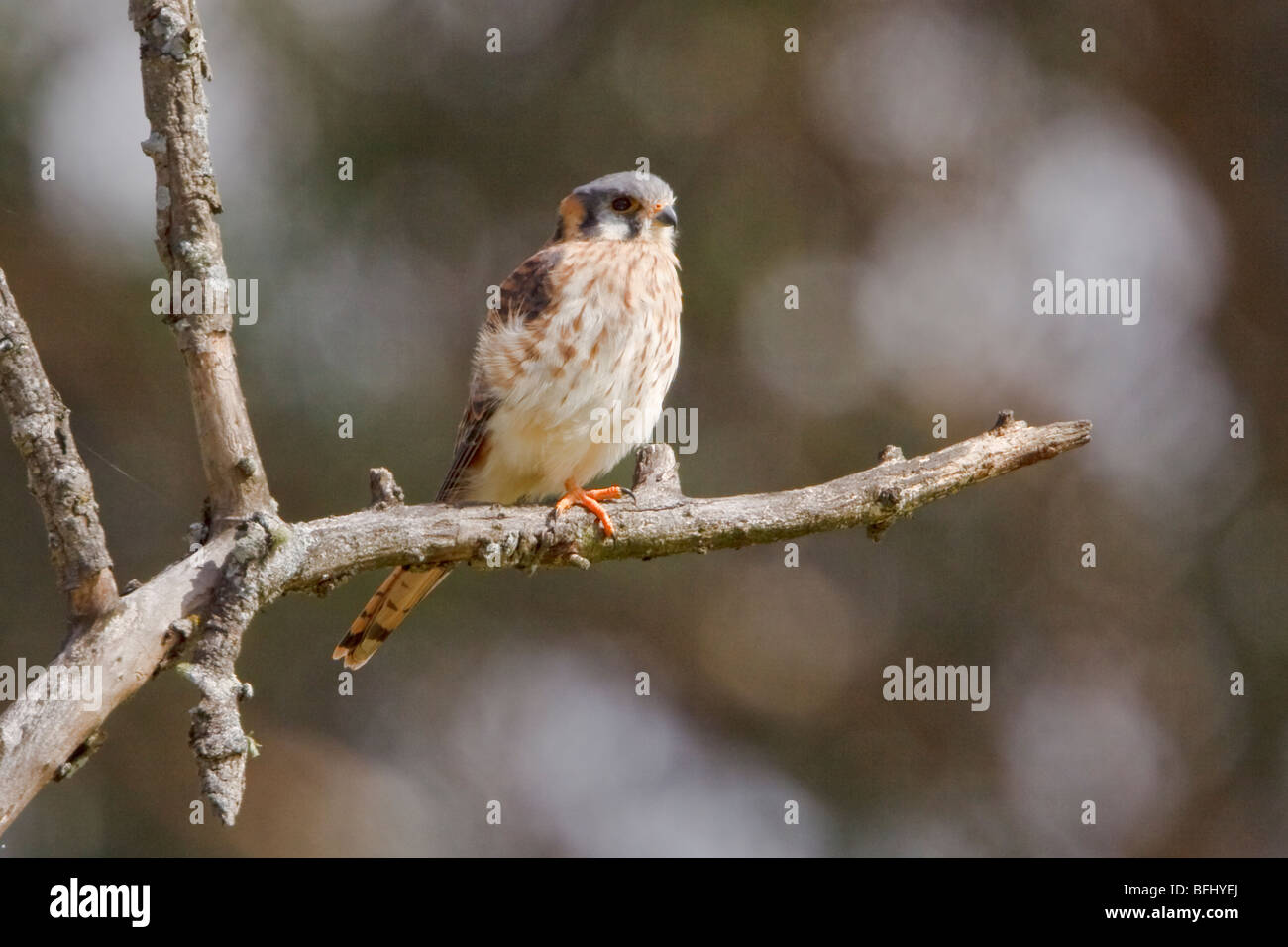 American Gheppio (Falco sparverius) appollaiato su un ramo in Cuenca in Ecuador meridionale. Foto Stock