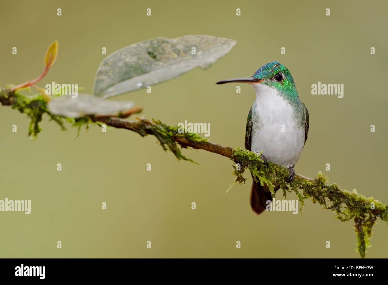 Un andina hummingbird Smeraldo (Amazilia franciae) appollaiato su un ramo in Tandayapa Valle dell Ecuador. Foto Stock