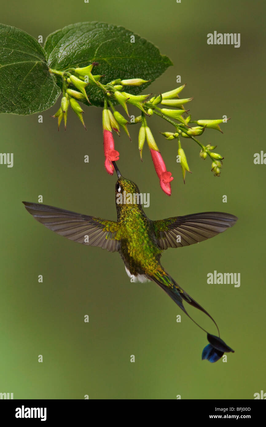 Un maschio avviato Racket-coda (hummingbird Ocreatus underwoodii) battenti e alimentando ad un fiore nella valle Tandayapa in Ecuador. Foto Stock