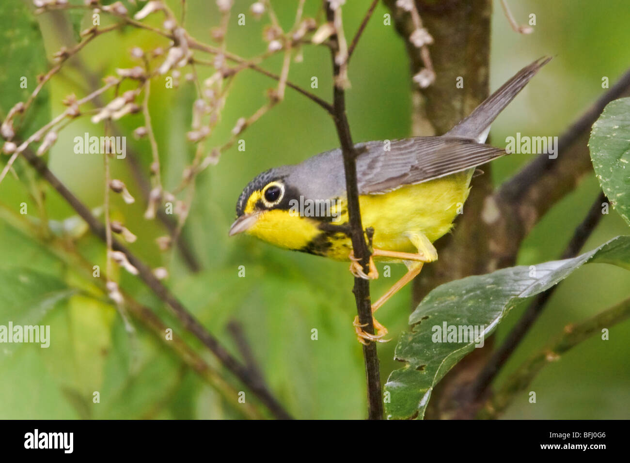 Un Canada migratori trillo (Wilsonia canadensis) appollaiato su un ramo vicino Parco Nazionale Podocarpus nel sud-est Ecuador. Foto Stock