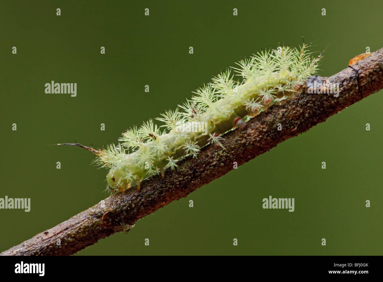 Un bruco nella valle Tandayapa dell Ecuador. Foto Stock