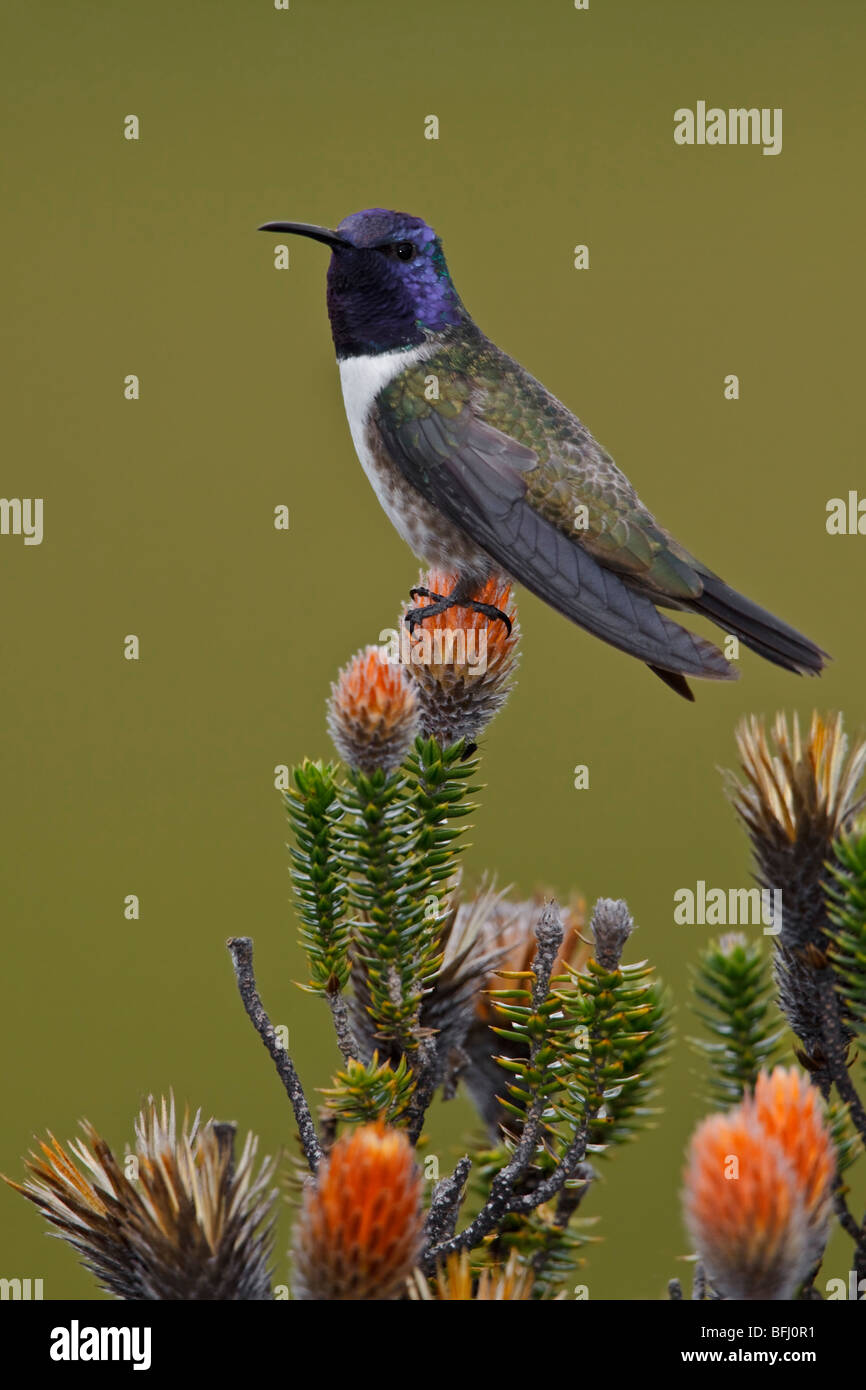 Hillstar ecuadoriana (Oreotrochilus chimborazo) appollaiata su una pianta flowering negli altopiani del Ecuador Foto Stock