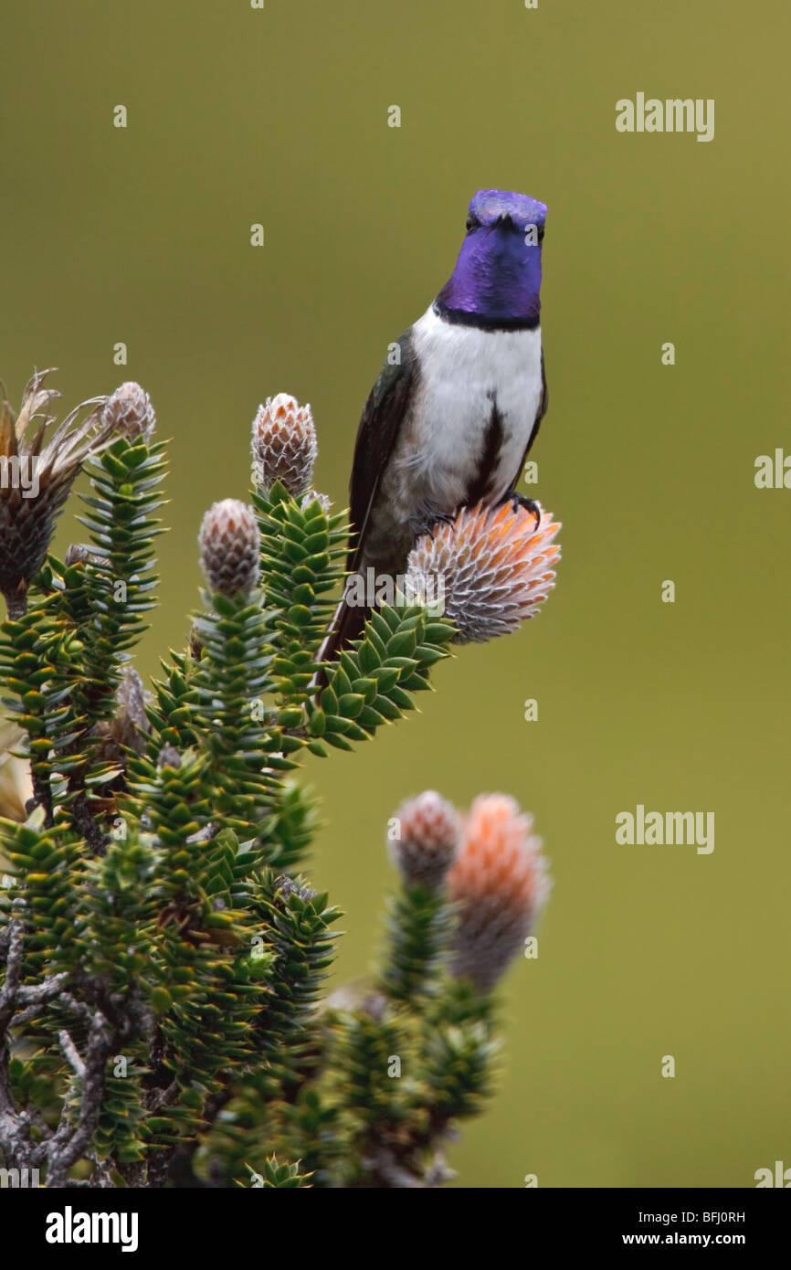 Hillstar ecuadoriana (Oreotrochilus chimborazo) appollaiata su una pianta flowering negli altopiani del Ecuador Foto Stock