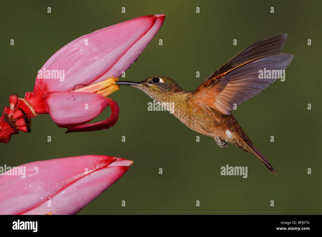 Un cerbiatto-breasted brillante (Heliodoxa rubinoides) alimentando ad un fiore mentre volare nella valle Tandayapa dell Ecuador. Foto Stock