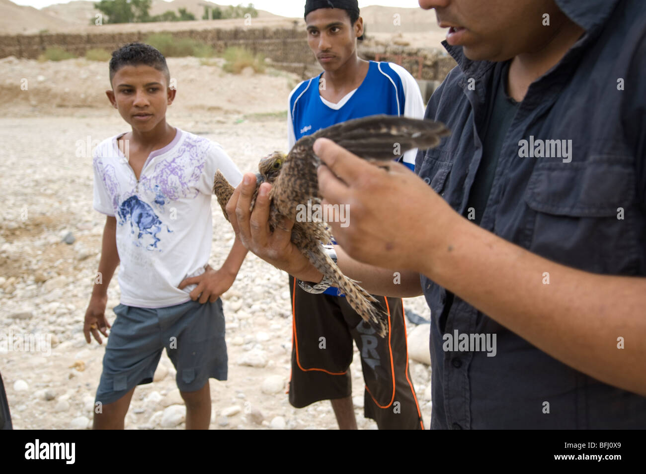 Gli uomini guardano feriti Falcon ha consegnato loro dagli abitanti di un villaggio nel sud della Giordania Foto Stock