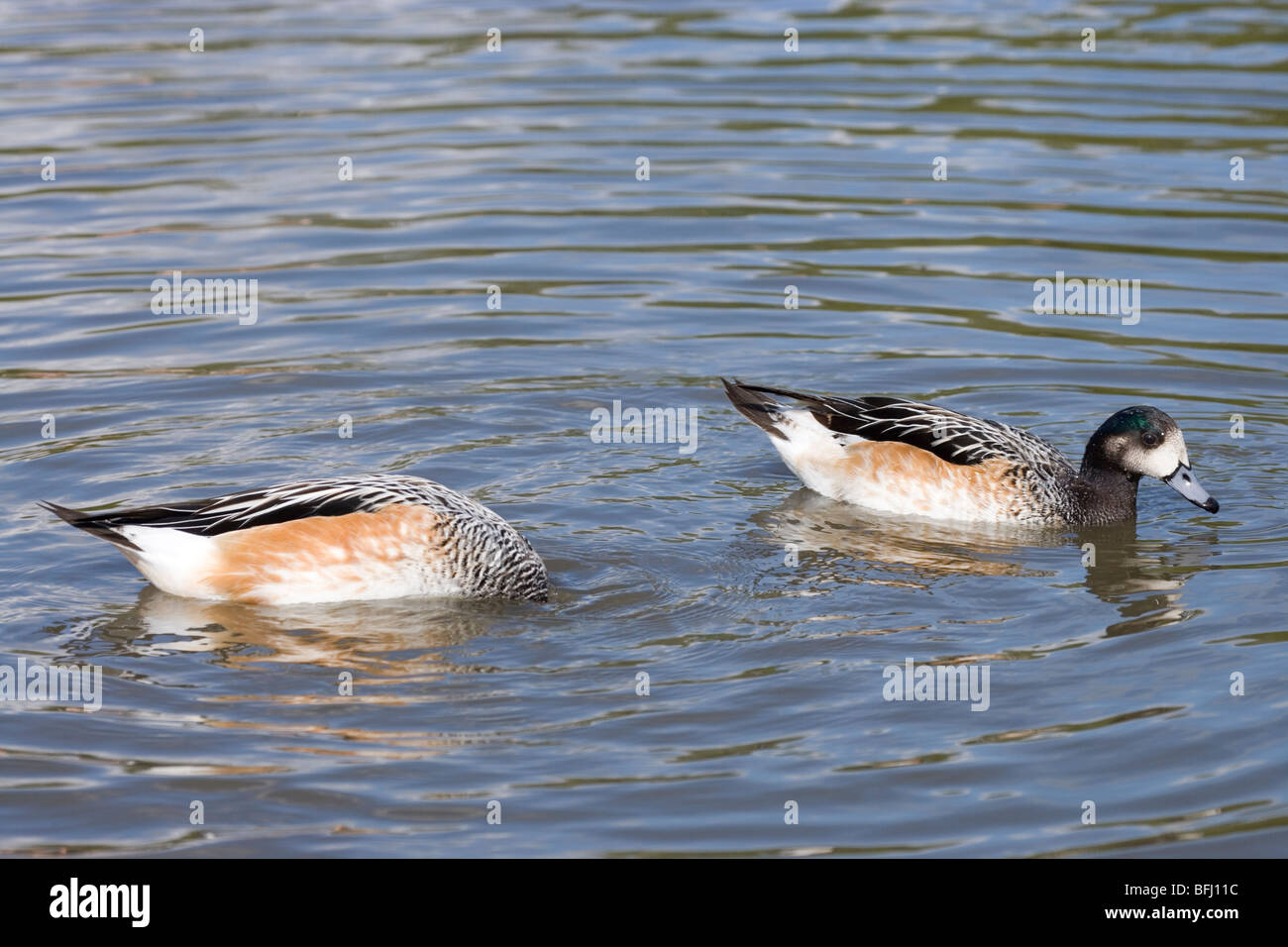 Chiloe Wigeon (Anas sibilatrix). Coppia, maschio o drake destra. Sud America meridionale. Sessualmente monomorfo, simile piumaggio di colore. Foto Stock