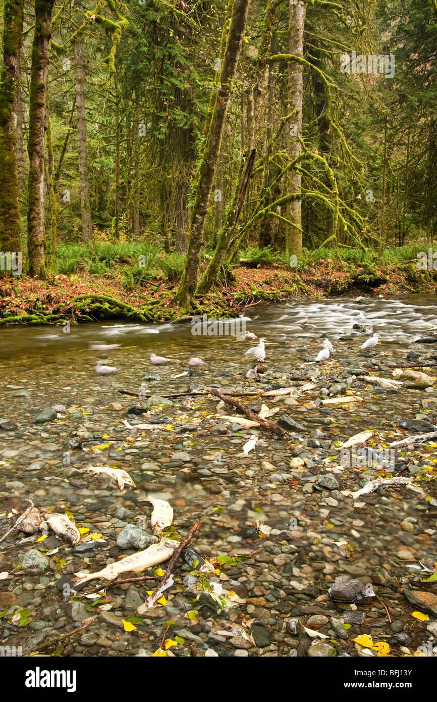 Esecuzione di salmone a Goldstream Park. Isola di Vancouver, BC, Canada Foto Stock