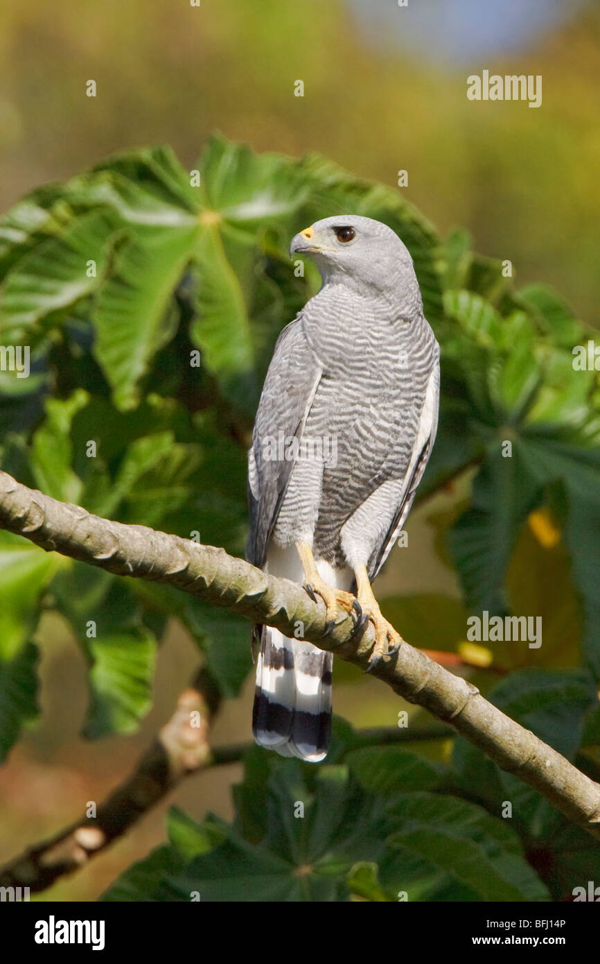Falco grigio (Buteo nitidus) appollaiato su un ramo vicino alla costa del Ecuador. Foto Stock