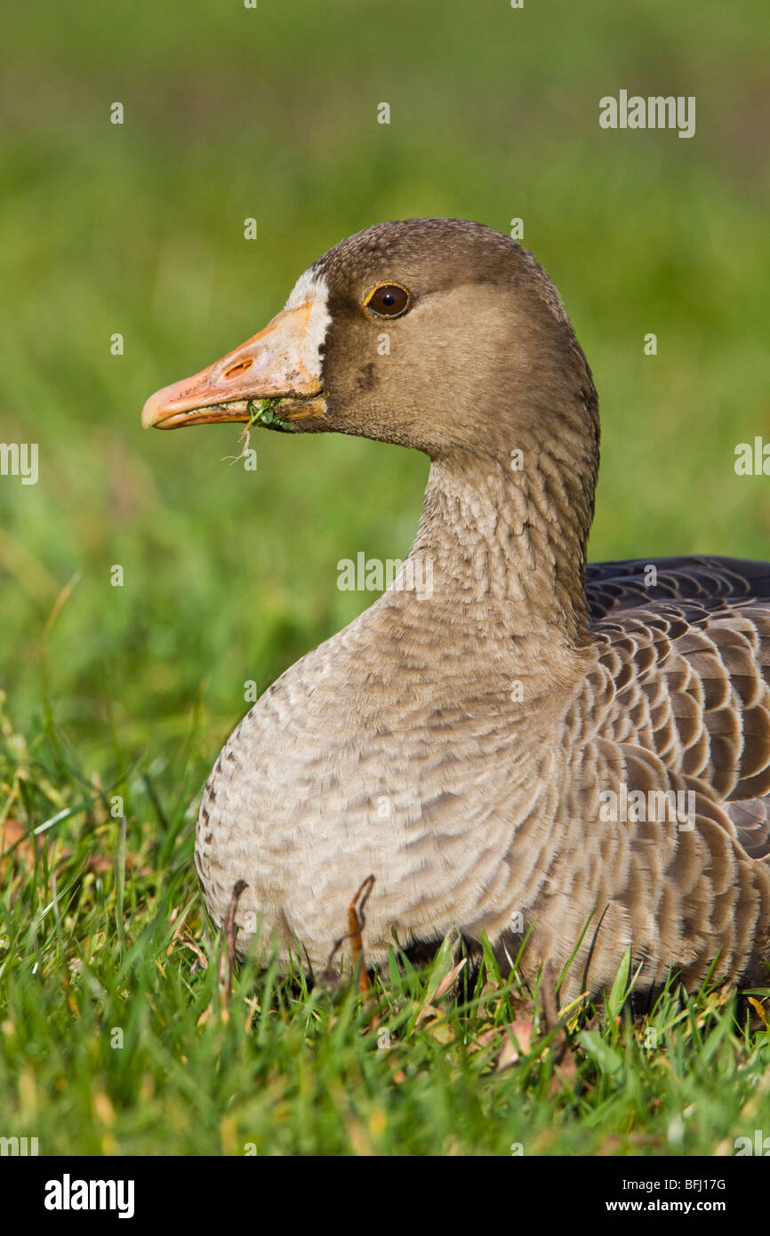 Maggiore bianco-fronteggiata Goose (Anser albifrons) seduto in erba in Victoria, BC, Canada. Foto Stock