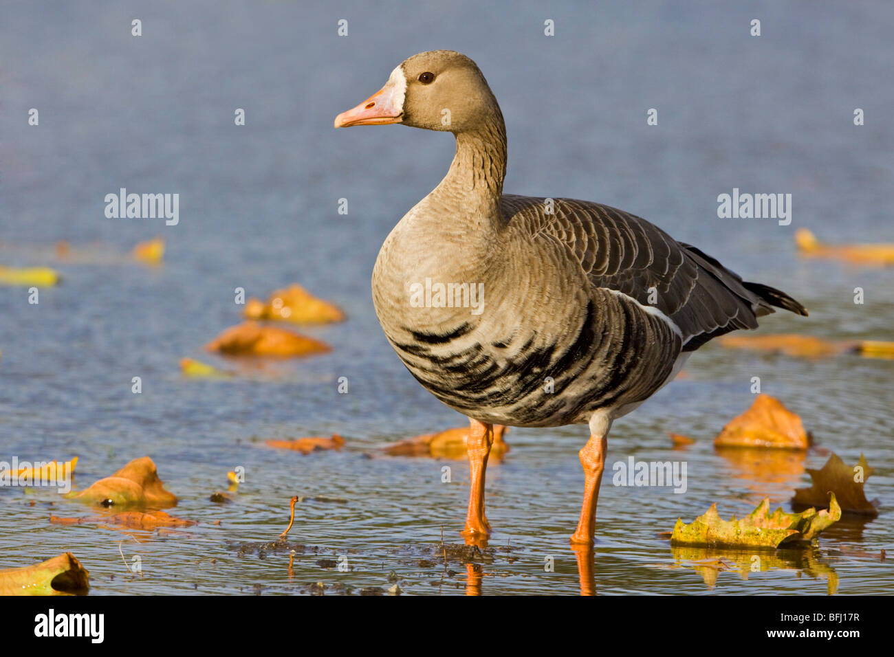 Maggiore bianco-fronteggiata Goose (Anser albifrons) seduto in erba in Victoria, BC, Canada. Foto Stock