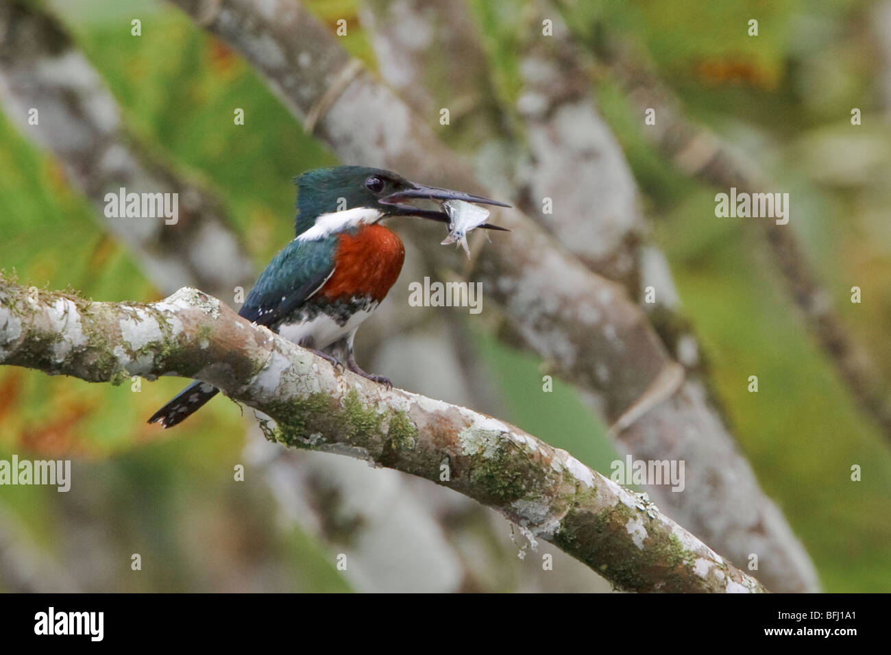 Green Kingfisher (Chloroceryle americana) appollaiato su un ramo vicino al fiume Napo in Ecuador amazzonico. Foto Stock