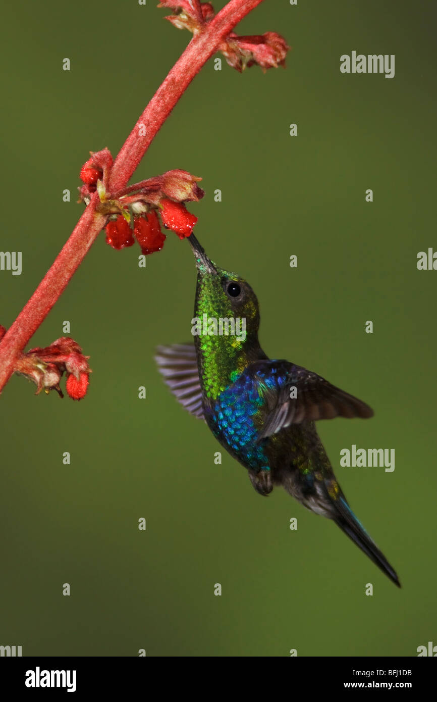 Verde-incoronato Woodnymph (Thalurania fannyi) alimentando ad un fiore mentre vola nel Milpe riserva nel nord-ovest in Ecuador. Foto Stock